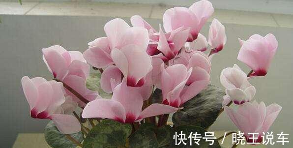 调整仙客来花期的五种方法