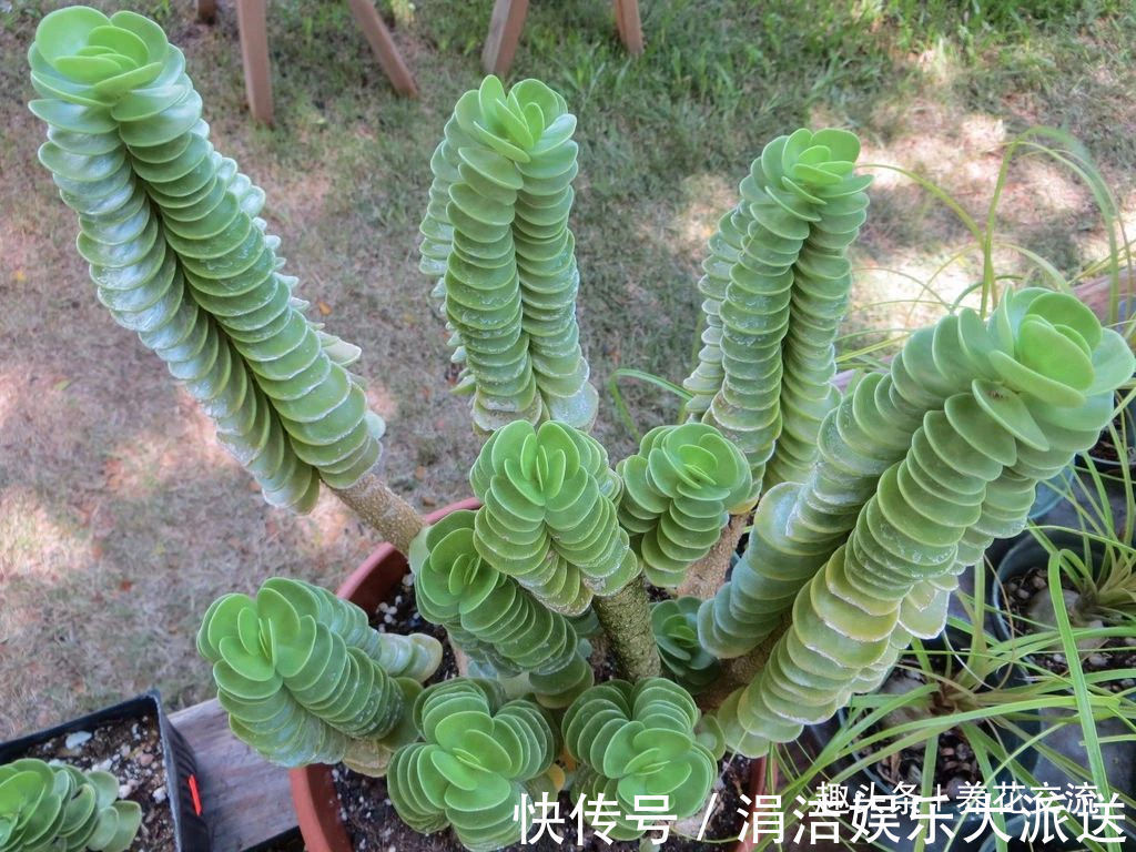 很多人都以为金钱木是多肉植物，其实它是一种草本观叶植物