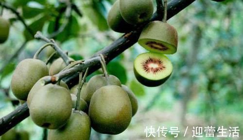 长期失眠|长期失眠,5大危害会“如约而至”,吃好4物,助你沾床就睡