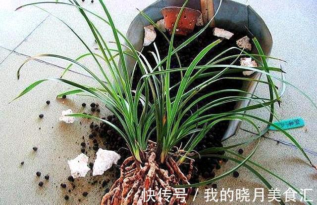 兰花娇气不好养，牢记三不二多，不停爆叶花开刹不住