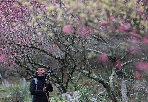 潼南|赏梅黄石寨,踏春正当时