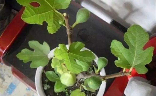 教你“扦插”无花果,只用1个“塑料杯”,年底种下,来年开花!