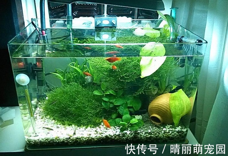 喜欢上养花后,这3样废水就成了“肥水”,谁用谁受益