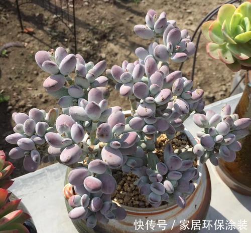 福娘|捡了一棵“秃顶”的多肉乒乓福娘,养2年完美逆袭,美呆了