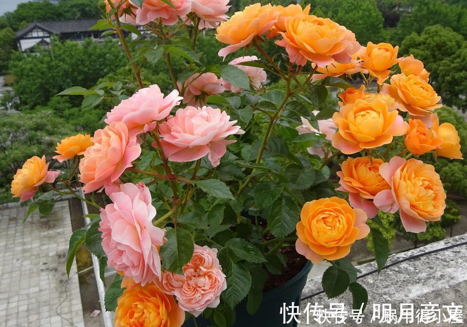 橘子皮|淘米水中加点“料”，成为“万能水”，养花浇一点，啥花都旺