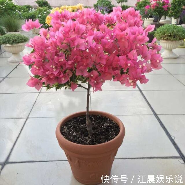 植株|养盆三角梅，简单一打理，花朵比叶子还密，一学就会！