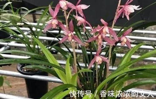 养兰花,“换盆”有3个小忌讳,避开后服盆快,开花多