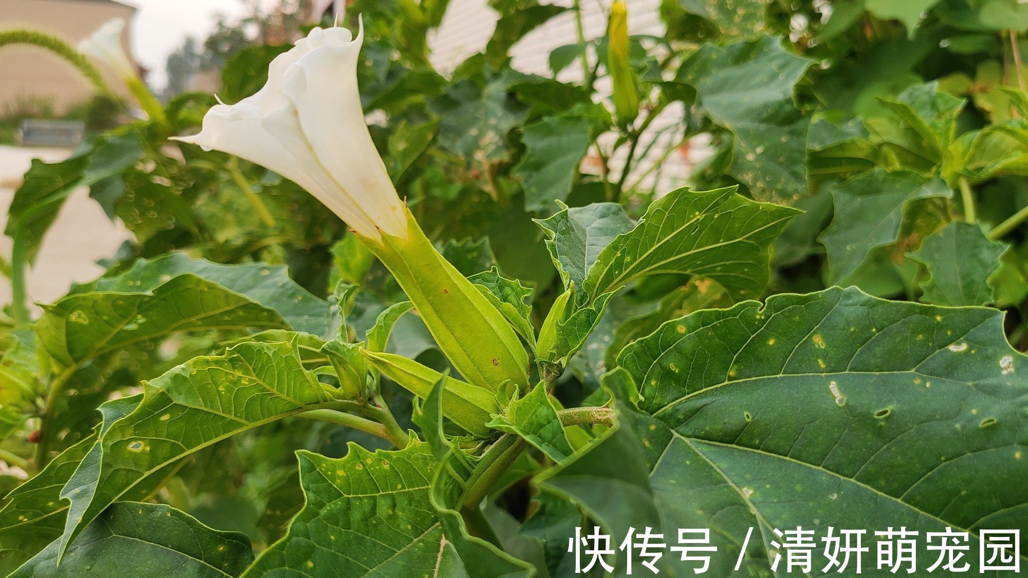 农村这种常见野草，原来就是曼陀罗花！遇到记得离远点！