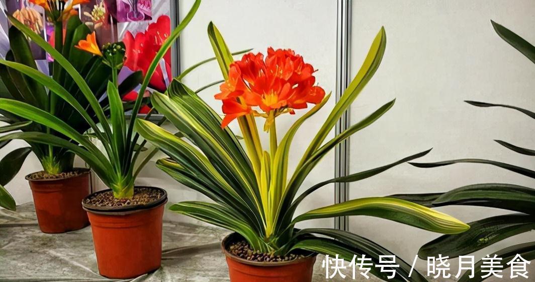 龟背竹|5种“大盆花”适合养客厅,旺家有格调,吉祥好养,易成“老桩”