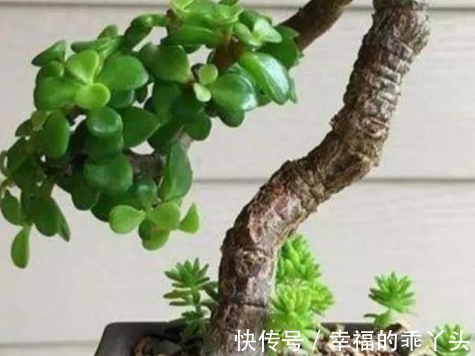 金枝玉叶怎么养殖,掌握5个关键点,株型肥美又漂亮