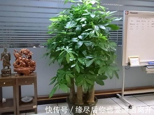 4种花,就适合穷养,用小盆,少浇水,越养越旺盛