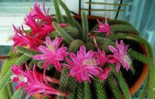  种花|4种花漂亮又好养，美不输玫瑰，四季开花，种植容易
