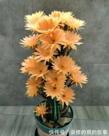 不足一平方的小窗台上，摆上4种高颜值花，皮实好养长势旺