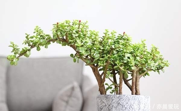 金枝玉叶|普通的盆栽金枝玉叶,有没有可能变为彩色叶片