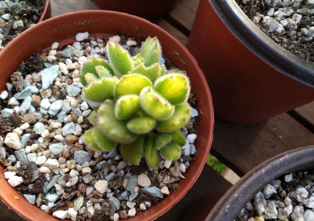 该如何看护多肉熊童子?从这6方面下手准没错