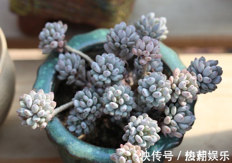 仙人球|8种花不能多浇水,“少水少肥”伺候它,反而长势旺盛开花多