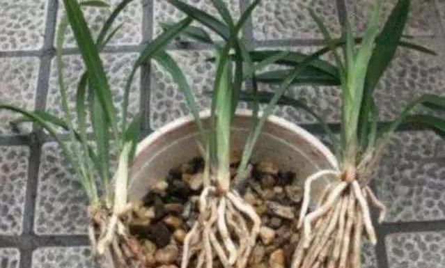 胡大妈|胡大妈养“兰花”,用一种令人厌恶的“营养液”,1盆养成20盆