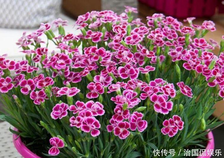 养花就养4种花,家里养一盆,开花漂亮花期长,不易生病好养护