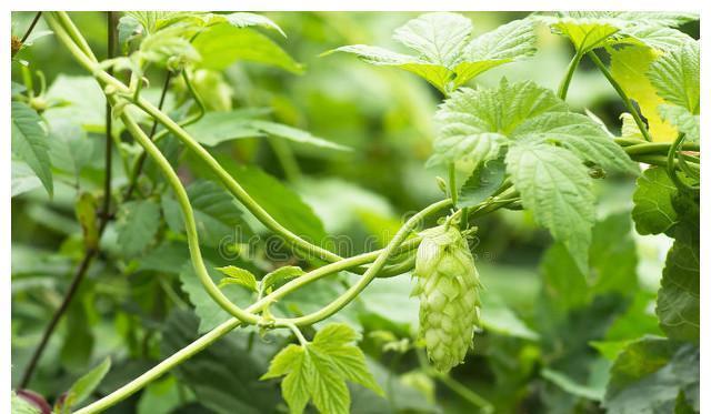 拉拉秧|看似没用的野草,拉拉秧是皮肤克星,这些用途能改变你的看法