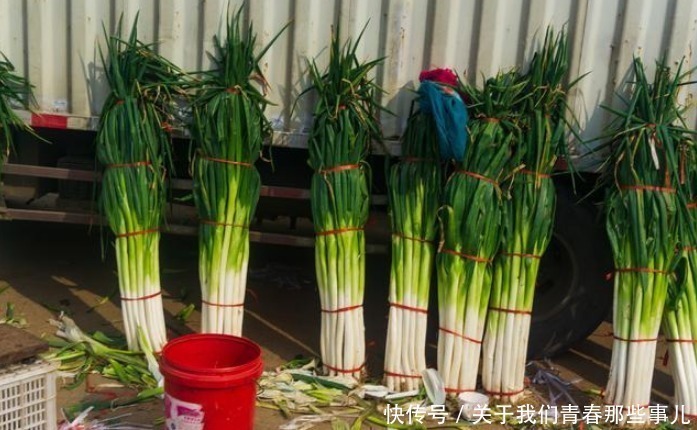 保存|保存大葱,记住2个原则,学会2个方法,3个月不坏,不干瘪不空心