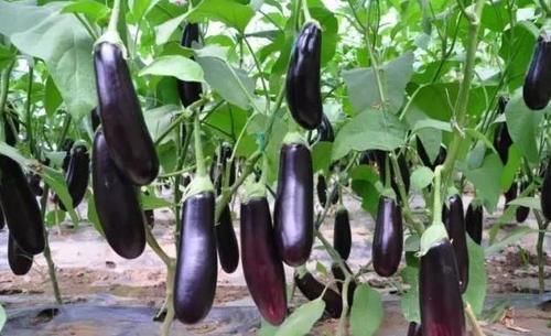 自由基|忠告:炒茄子不能放此物,吃了就是没病找病,却很多人不清楚!