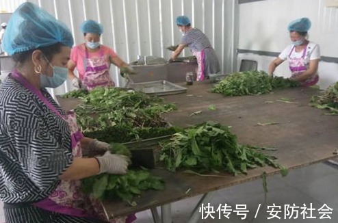 蒲公英|蒲公英是排毒草,但和此物是死对头,早知道早受益!