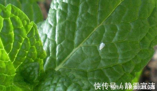 小玩意|花草长了虫,用家里一些小玩意,一喷就消灭光,药都不用买!