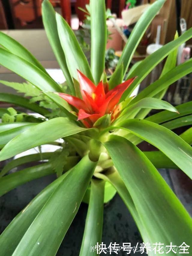 浇花|门前不栽竹,门后不留树,老祖宗传下来的养花谚语,特别准