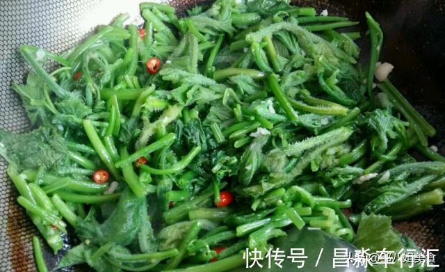 炒南瓜藤|伏天多吃蔬菜,这个菜应季正当时,简单一炒,鲜嫩爽口,解腻开胃