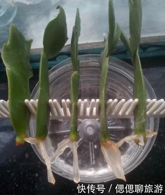 蟹爪兰叶子|蟹爪兰插在梳子上,一次50片,大白根呼呼冒,爆盆太过瘾