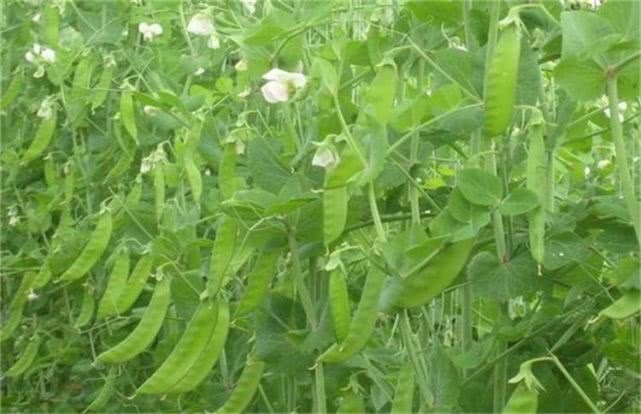 清肠|女性不想被喊黄脸婆，三种食物换着吃，排毒清肠，延缓衰老