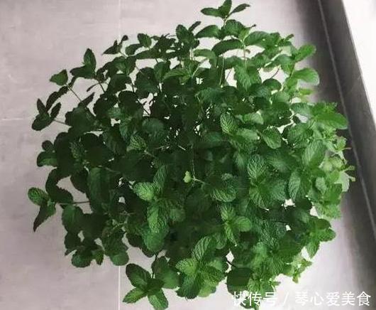 治病|喜欢盆栽这3款植物就赚大了,既能观赏又能治病,堪称天然药箱