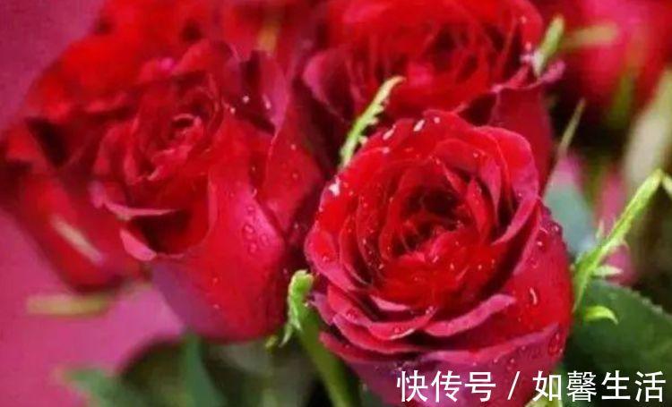 几款花卉便宜又好养，丢到阳台不用管，寓意也是超好的