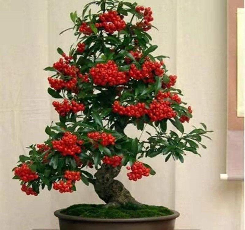 老桩|6种富贵花,全都“寿命长”,轻松养成老桩,越大越“旺家”