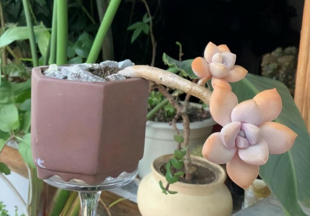 春季养多肉，先用水催养，再控成大老桩，还不信多肉不出悬挂老桩