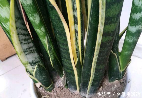 养护|虎皮兰有“4怕”,避开后,叶子旺盛“增1倍”,花友早记住