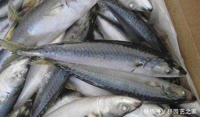 嫌弃|这3种海鱼经常被人嫌弃，但也有人觉得香，渔民：一看就知道识货