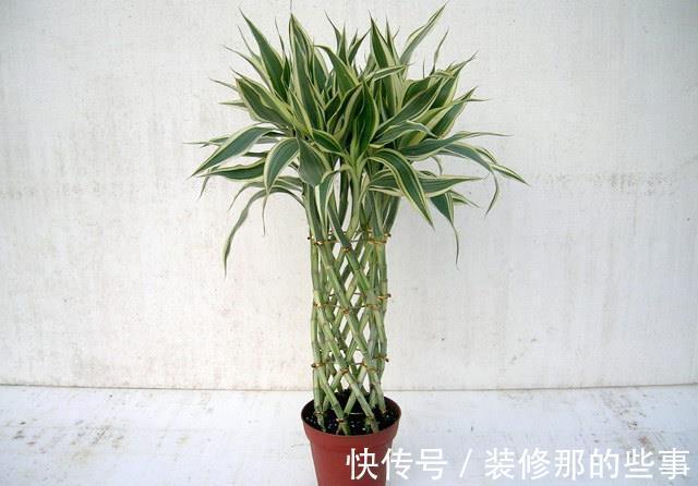 自来水|养花试试这款,加点它,有利于植物花卉的茎枝及花的生长