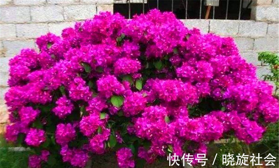 三角梅有“4怕”，难怪枝繁叶茂不开花，学会了花朵多得压弯枝头