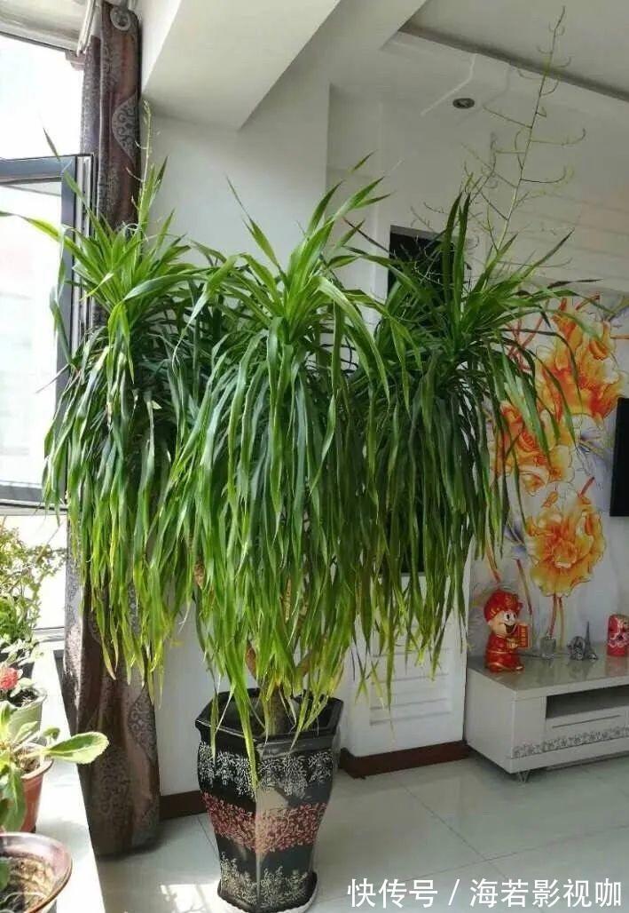 龟背竹|30年的芦荟，20年的龟背竹，硬生生把花养成了树！