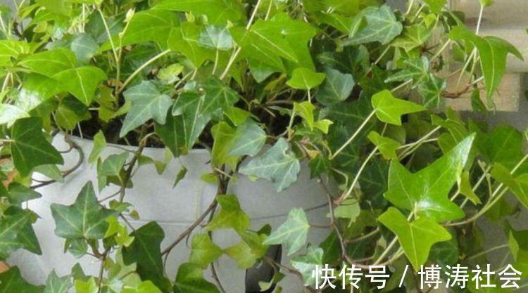 三氯乙烯|客厅最适合养上4种花,叶子油绿、吸甲醛,植株漂亮上档次