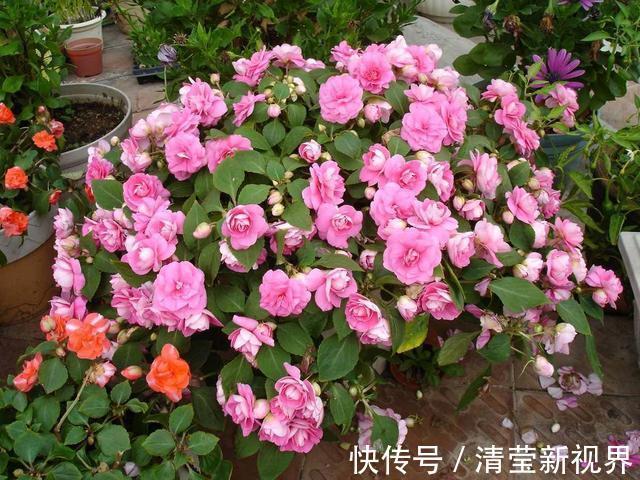 吊竹梅|找个“晾衣杆”养这6种花,顺着杆子长,不占地花朵似灯笼垂下来