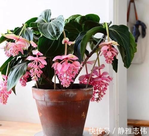 3种花漂亮又好养,花大色艳,埋土里就能活,室内也能种