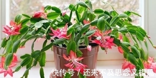 年宵花|蟹爪兰有3怕,及时了解掌握,四季油绿,开出层叠群花!