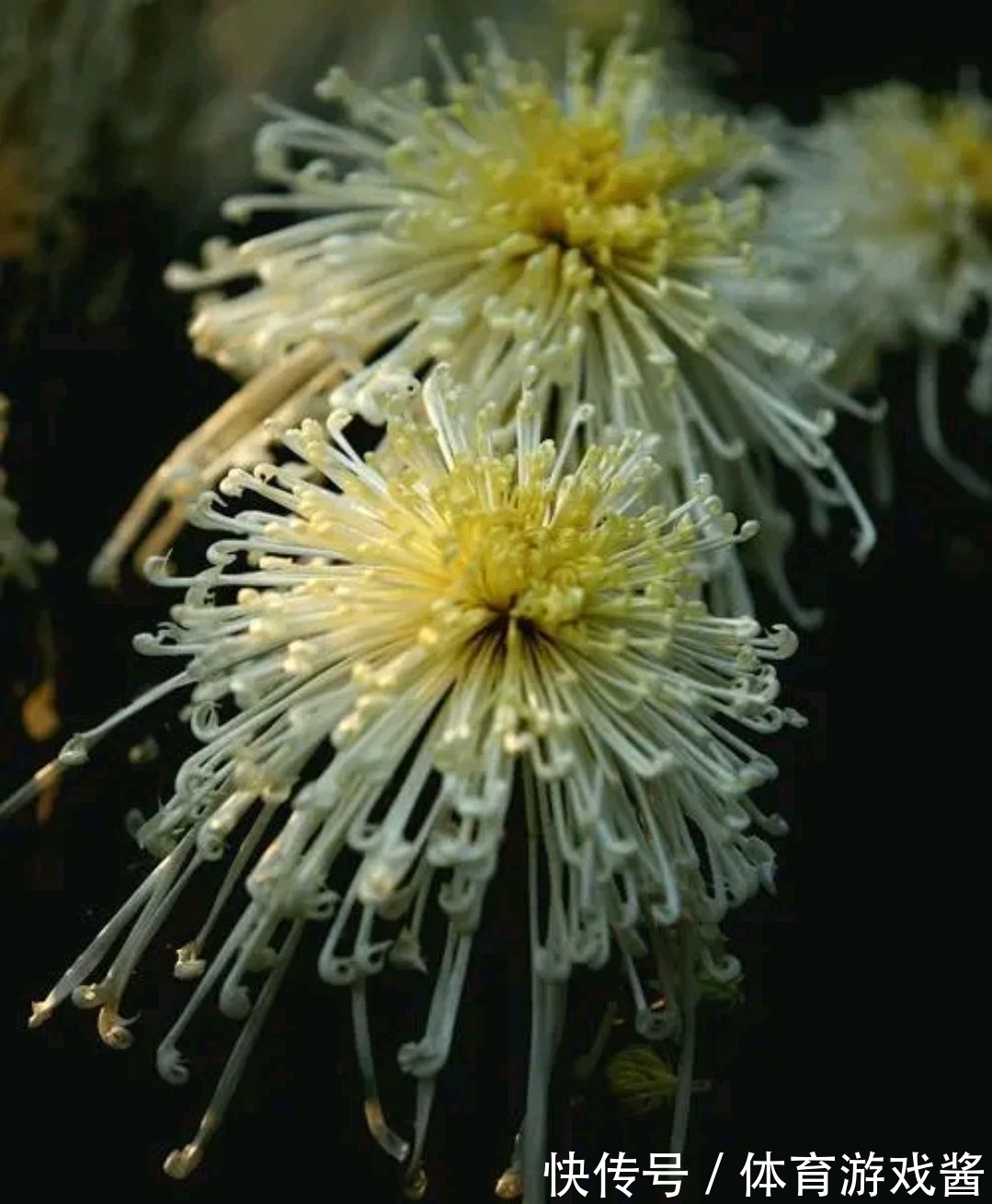 李清照#野渡征联:三杯二盏,怎敌它数声雁唱,几点菊黄?愁字三千明月上