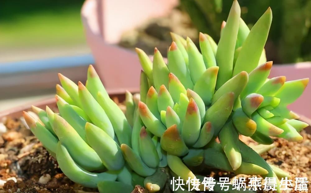 绿巨人|多肉千佛手,号称“绿巨人”,一片叶子长一盆,养成群生肉墩子