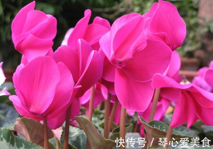 喜欢在家中养花,就养几种女神花,名字好听花更美,美出新天地