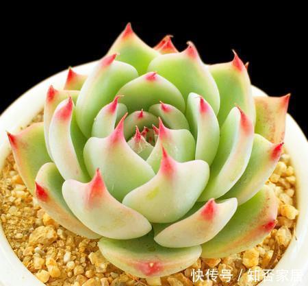 冬天养多肉吉娃娃,了解掌握几个要点,养成漂亮肉墩子!