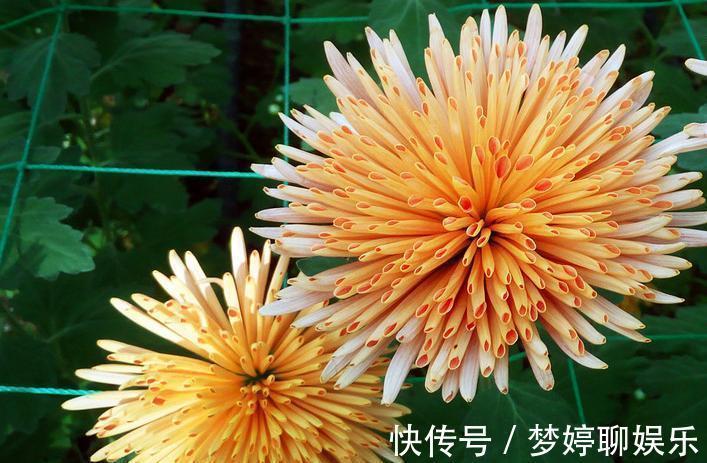 珍品|喜欢菊花,不如养盆“菊之珍品”金松月,似桃吐丹霞,亲切妖娆