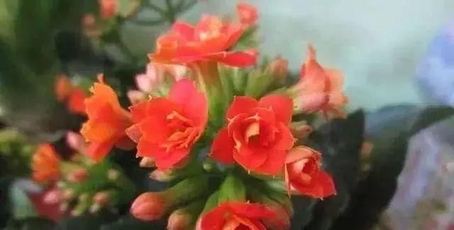 最适合家人养的四种花,健康长寿又养心!